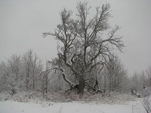 Žiema, Medis, Miškas, Sniegas