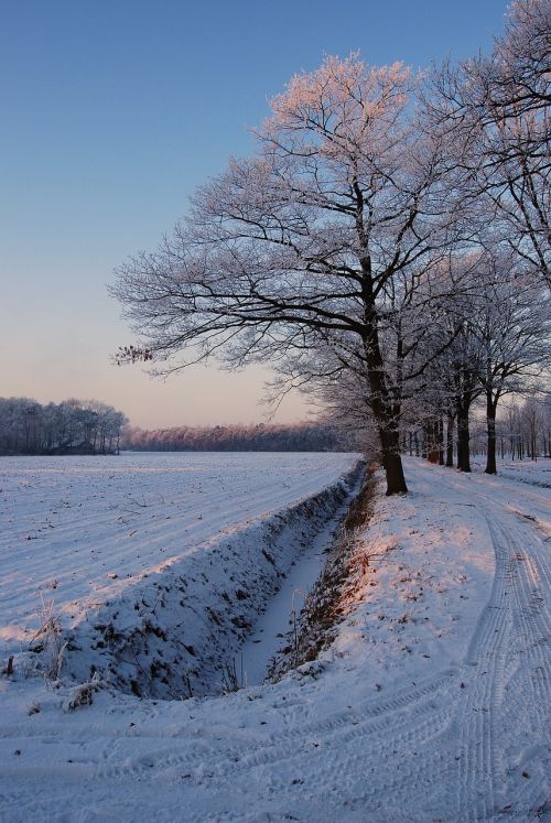 Žiema, Balta, Šaltis, Sniegas, Sniego Kraštovaizdis, Gamta, Užšaldymas, Prinokę, Šaltas, Snieguotas, Žiemos Peizažas, Sušaldyta, Medžiai, Oras, Užšaldyti, Kraštovaizdis, Medis, Gruodžio Mėn ., Griovys, Ganykla, Mėlynas Dangus, Mėlynas, Filialas, Filialai, Dangus