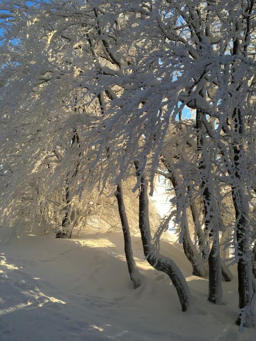 Žiema, Sniegas, Miškas