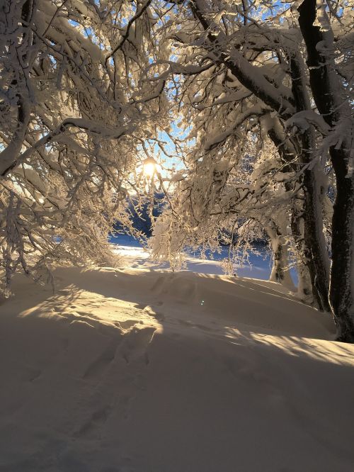 Žiema, Sniegas, Miškas, Medis, Balta