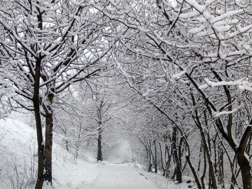 Žiema, Sniegas, Kelias, Medžiai, Balta, Kelias Į Niekur, Gamta