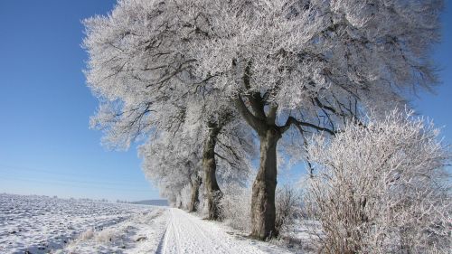 Žiema, Medis, Šaltis, Sniegas