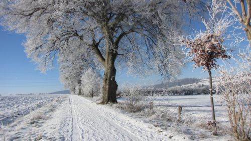 Žiema, Medis, Šaltis, Sniegas