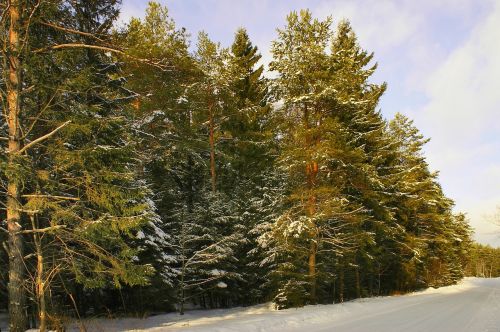 Žiema, Sniegas, Miškas, Podlasie, Medis, Šaltis, Lenkija, Spygliuočių