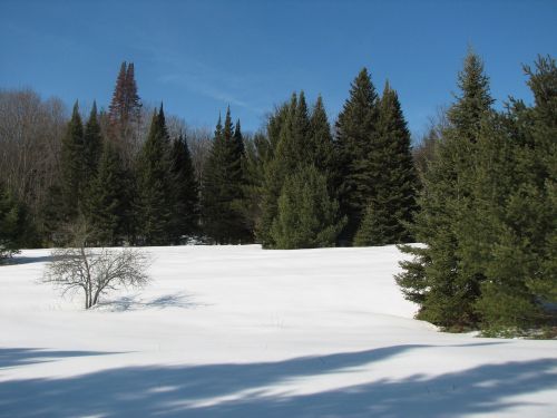 Žiema, Sniegas, Evergreens, Sušaldyta, Sezoninis, Kalėdos, Medžiai, Lauke, Sezonas, Tylus, Nuotaika