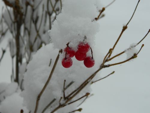 Žiema, Sniegas, Raudonos Uogos