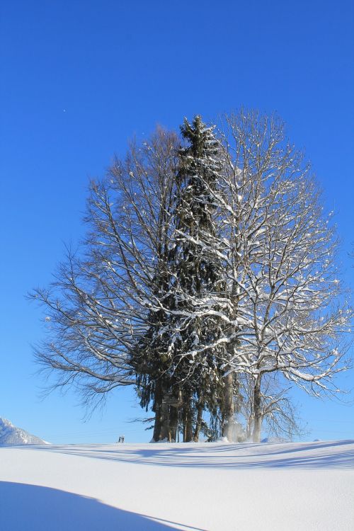 Žiema, Kraštovaizdis, Medis, Sniegas