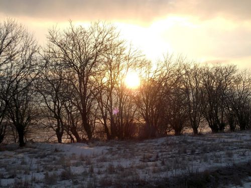 Žiema, Saulėtekis, Medžiai, Sniegas, Morgenstimmung