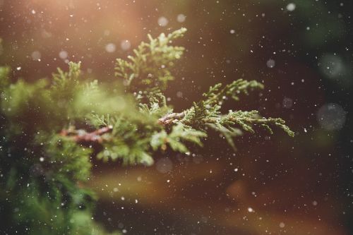 Žiema, Augalas, Filialas, Medis, Žalias, Gamta, Snaigės, Adventas, Kalėdų Laikas