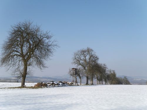 Žiema, Nuotaika, Medžiai, Žiemą