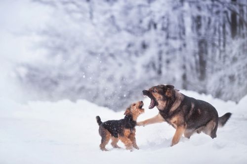 Žiema, Šuo, Sniegas, Žaidimas, Žaisti, Kovoti, Gamta