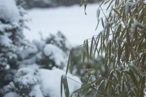 Žiema, Sniegas, Bambuko Sniegas, Balta