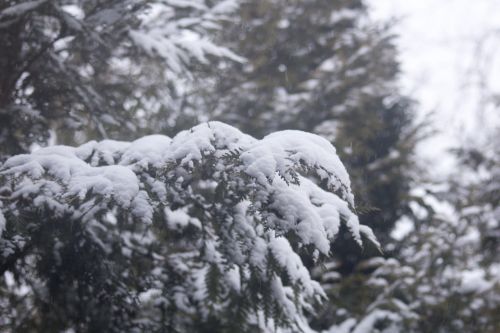 Žiema, Sniegas, Padengtos Šakos