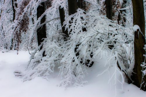 Žiema, Sniegas, Snieguotas Kraštovaizdis, Miškas, Gamta, Medžiai, Žiemos Nuotaika, Vengrija, Šaltas