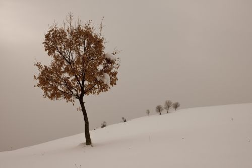 Žiema, Sniegas, Medis, Sniego Kraštovaizdis, Gamta, Kalnas, Taylor, Turkija, Žiemos Sezonas