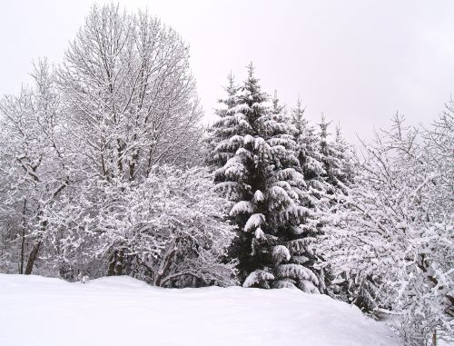 Žiema, Žiemą, Sniegas, Winer, Miškas, Periwinkle, Kalėdų Eglutė, Kraštovaizdis, Medžiai