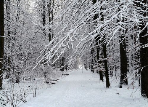 Žiema, Sniegas, Miškas, Balta, Žiemą, Šaltas, Žiemos Miškas