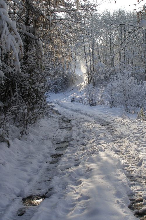 Žiema, Kelias, Sniegas, Medis, Miškas, Snieguotas, Malopolska, Lenkija, Kraštovaizdis