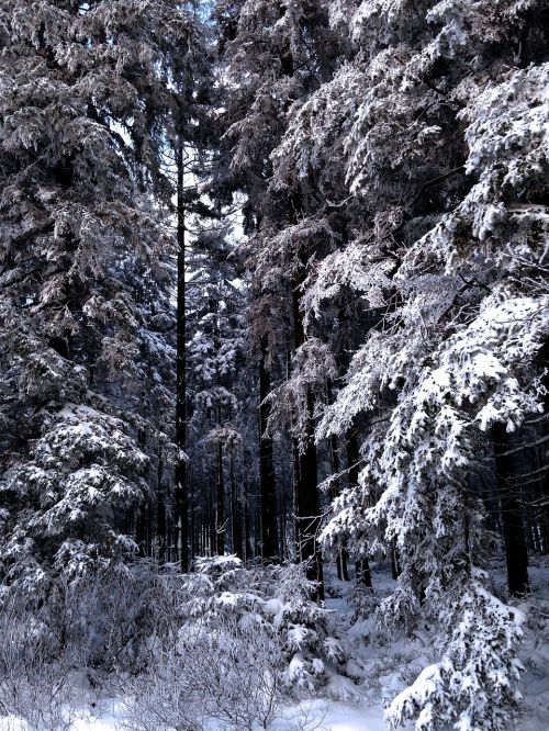 Žiema, Sniegas, Gamta, Žiemos Peizažas, Medis, Miškas, Gruodžio Mėn .