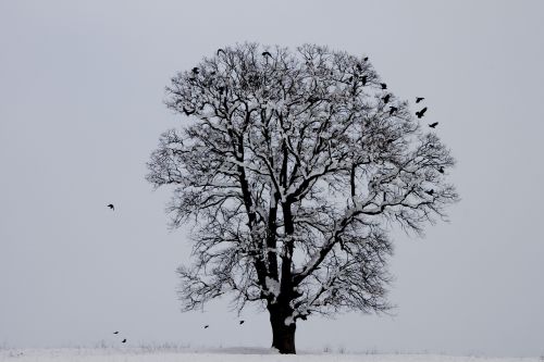 Žiema, Paukštis, Medis, Sniegas, Gamta, Kraštovaizdis
