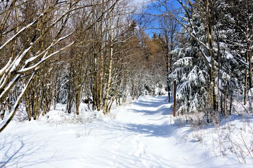 Žiema, Miškas, Sniegas, Spygliuočiai, Eglės, Toli, Žygiai, Tiuringijos Miškas, Oberhof, Dviračių Slidinėjimas, Slidinėjimas, Medis, Žiemą, Žiemos Medžiai, Šaltas, Balta, Kalnai, Šventė, Atsigavimas, Atostogos