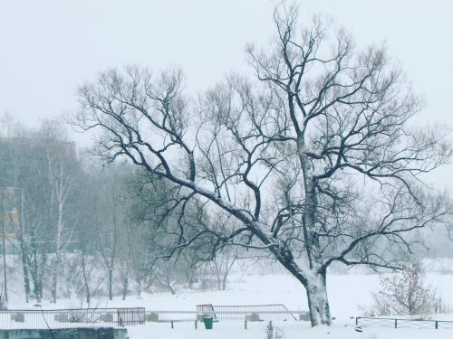 Žiema, Parkas, Medis