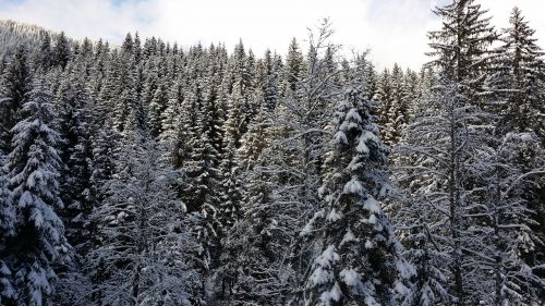 Žiema, Austria, Medžiai