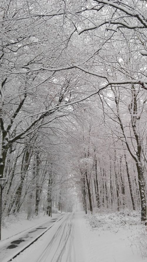 Žiema, Miškas, Gatvė