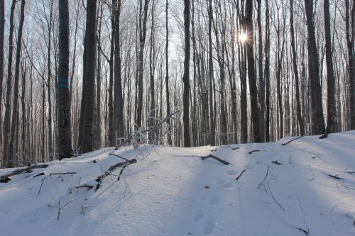 Žiema, Miškas, Medis, Spacer, Sniegas, Lenkija