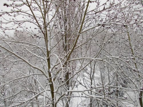 Žiema, Sniegas, Balta, Medžiai, Filialai