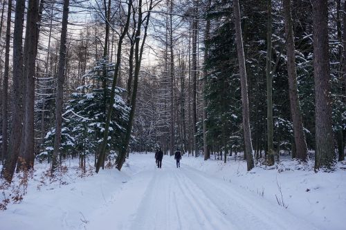Žiema, Miškas, Sniegas, Medis, Spacer, Kelias, Snieguotas Medis, Kraštovaizdis, Lenkija