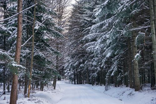 Žiema, Miškas, Sniegas, Medis, Kelias, Snieguotas Medis, Kraštovaizdis, Lenkija
