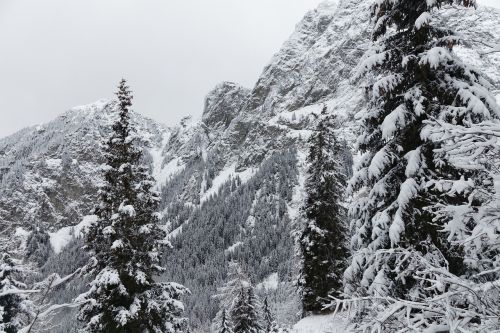 Žiema, Sniegas, Miškas, Kalnai, Šaltas, Pilka, South Tyrol, Italy