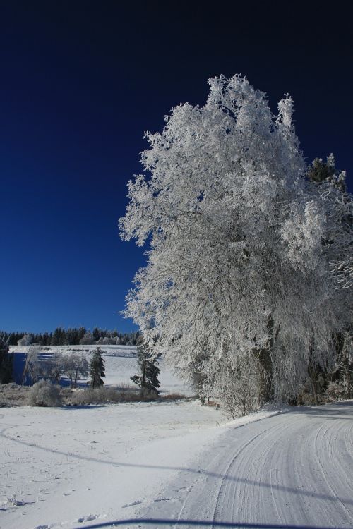 Žiema, Sniego Scena, Šaltis, Sniegas, France, Auvergne, Kraštovaizdis, Medžiai, Gamta