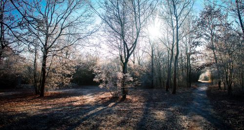 Žiema, Medis, Gamta, Miškas, Lauke, Sausis, Saulėtas, Šviesa, Parkas, Arboretum