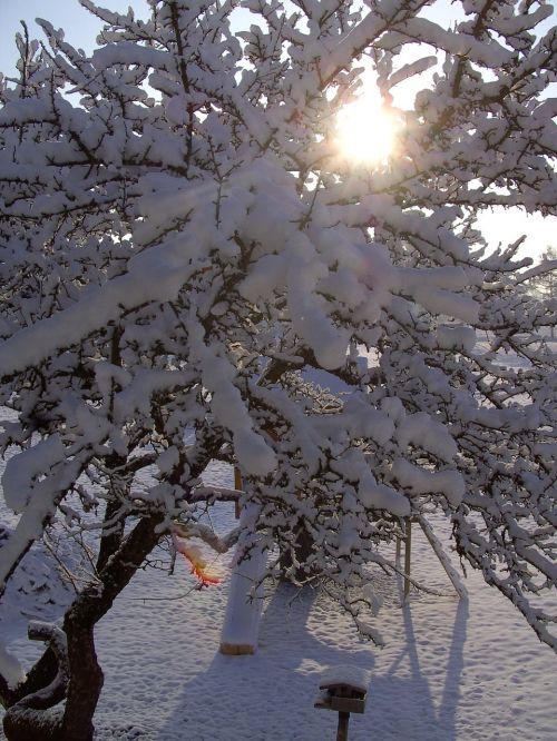 Žiema, Medis, Snieguotas
