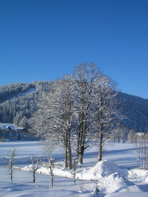 Žiema, Medis, Snieguotas, Medžiai, Sniegas, Žiemą, Žiemos Nuotaika, Mėlynas