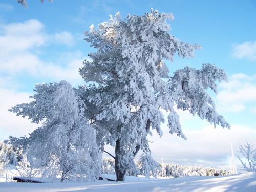 Žiema, Rime, Sniego Kristalai, Filialai, Gamta, Šaltas, Sniegas