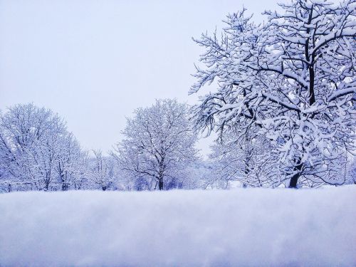 Žiema, Sniegas, Medžiai, Šaltas, Kalėdos