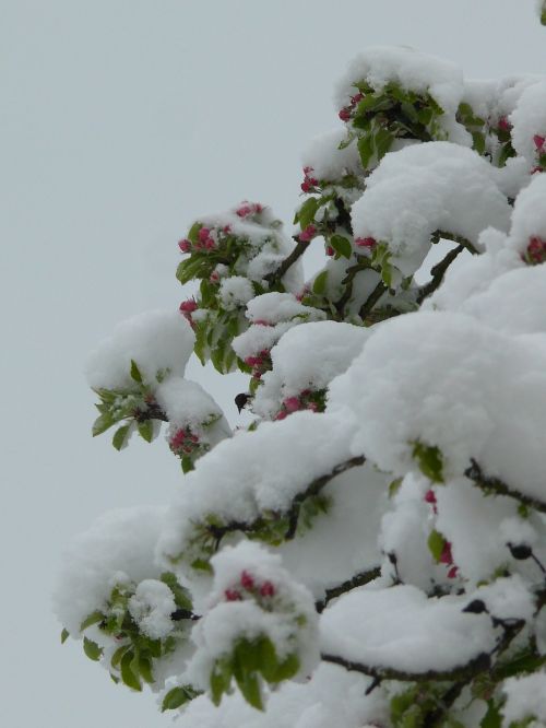 Žiema, Pavasaris, Kontrastas, Medis, Gėlės, Gamta, Augalas, Balta, Sodas, Flora