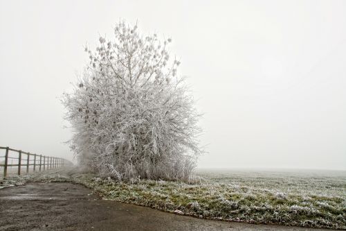 Žiema, Prinokę, Medis, Šaltas, Kraštovaizdis