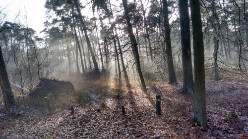 Žiema, Saulės Šviesa, Medžiai