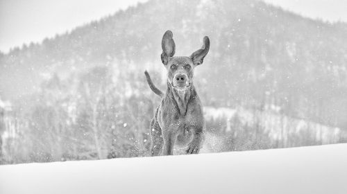 Žiema, Šuo, Weimaraner