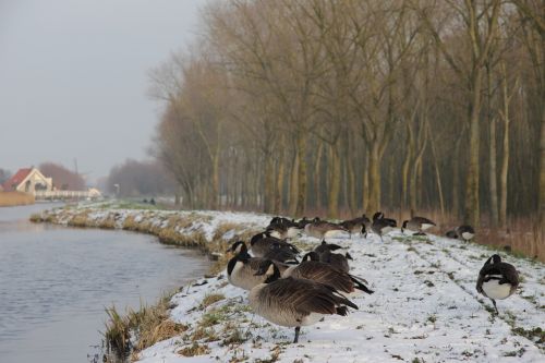 Žiema, Delftas, Mediena, Nyderlandai