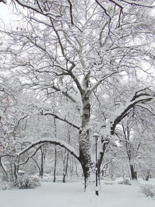 Žiema, Medis, Parkas