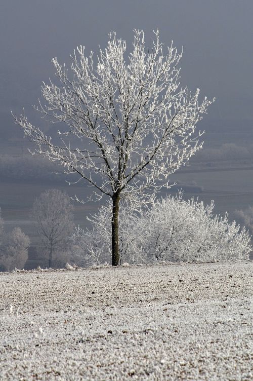 Žiema, Sniegas, Žiemą, Šaltas, Medis, Nuotaika