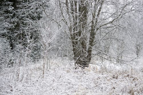 Žiema, Gamta, Snieguotas, Mediena, Medžiai
