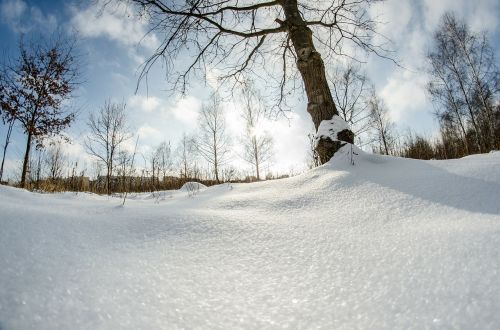 Žiema, Sniegas, Medis, Gamta, Beržas
