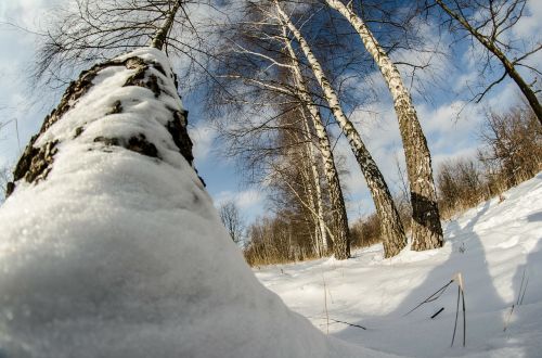 Žiema, Sniegas, Medis, Gamta, Beržas