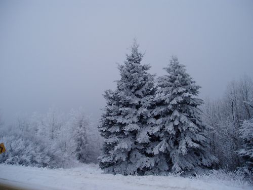 Žiema, Sniegas, Maine, Medis, Šaltas, Sezonas